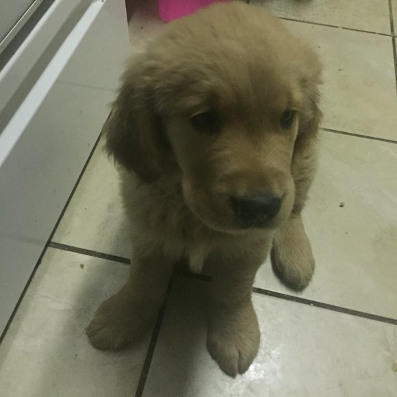 Meet your Posher, Sonia - Picture 1 of 1